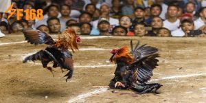 Khám Phá Hình Thức Đặt Cược Chuyên Nghiệp Đá Gà Philippines